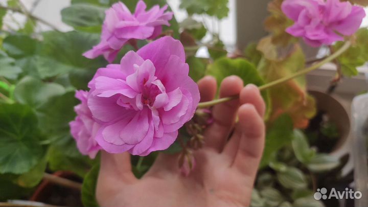 Пеларгония герань Ю-Сиреневый Туман Зонартик