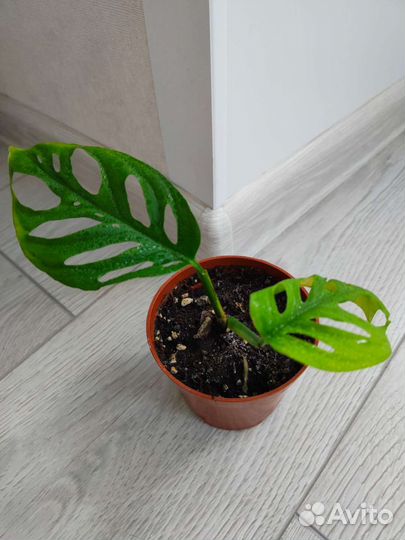 Монстера манки