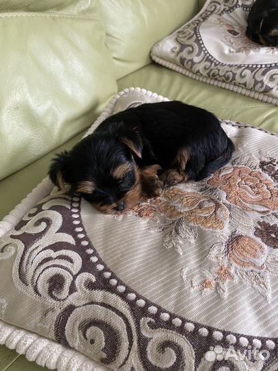 Щенки йорка мини