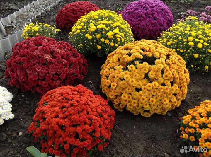 Растения для ландшафта