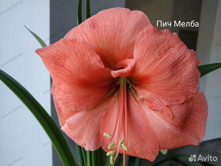 Гиппеаструмы сортовые