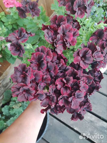 Пеларгония герань разные сорта