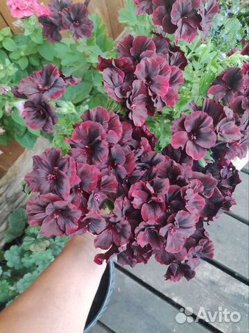 Пеларгония герань разные сорта