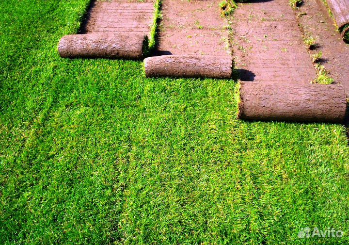Рулонный газон - газон с укладкой