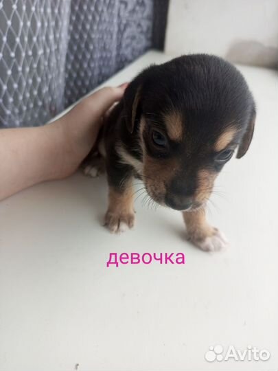 Помесь таксы