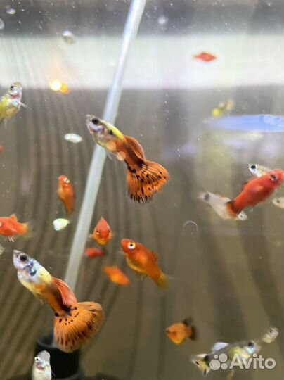 Аквариумные рыбы живородящие