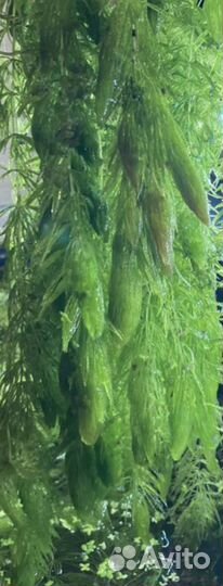 Аквариумное растение Роголистник