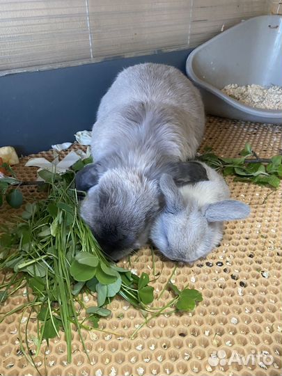 Декоративные кролики вислоухие барашки
