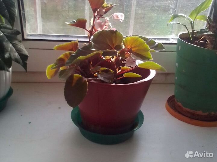 Бегония декоративно лиственная