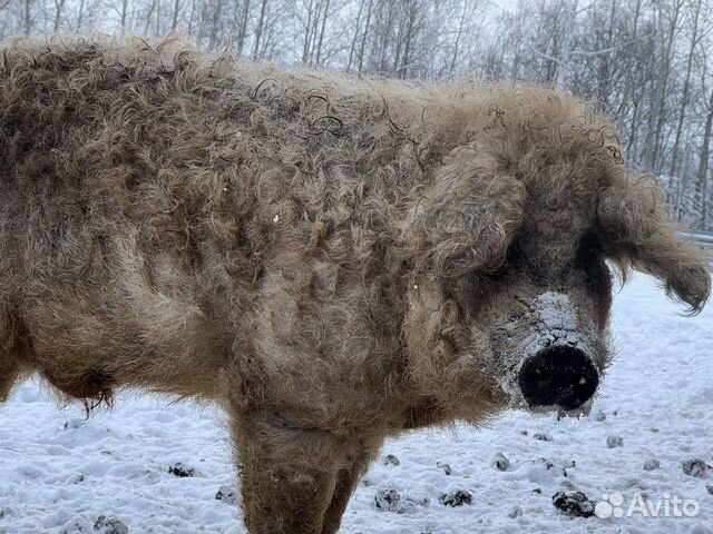 Венгерская мангалица поросята фото