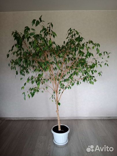 Фикус бенджамина