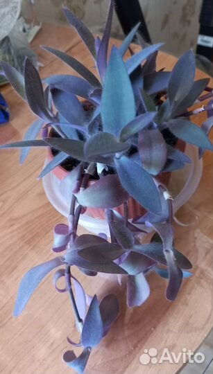 Комнатные растения