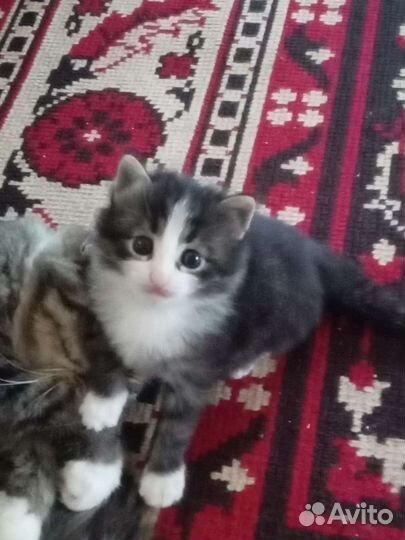 Котенок в добрые ручки