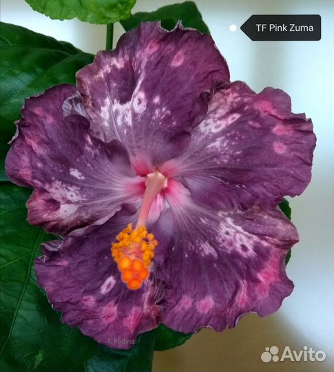 Сортовые гибискусы 1