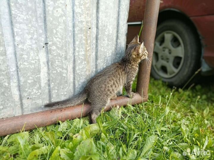Котик и кошечка