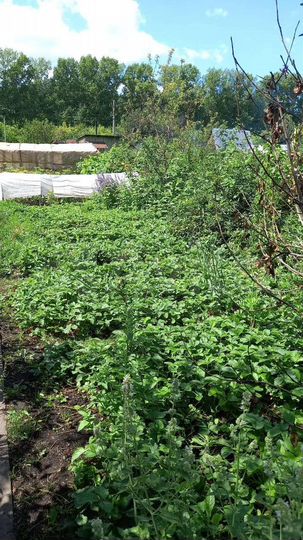 Участок 9 сот. (СНТ, ДНП)