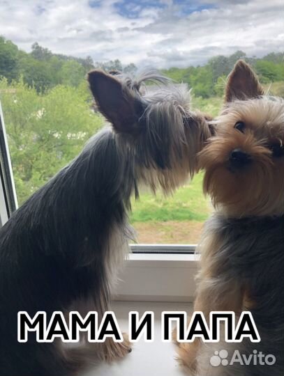 Йоркширский терьер