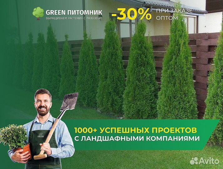 Деревья крупномеры