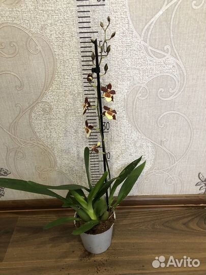 Орхидея камбрия