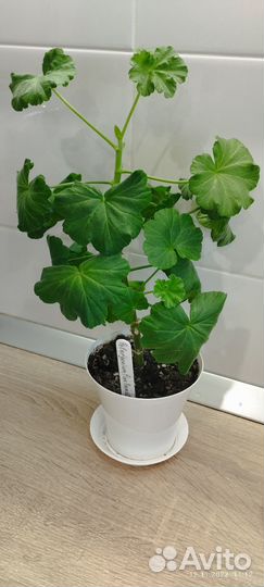 Пеларгония герань Рамблер Пинк