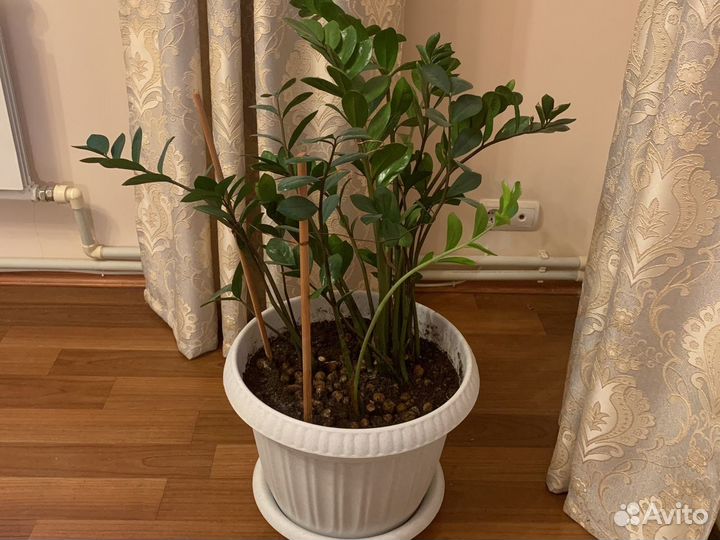 Замиокулькас (долларовое, денежное дерево)