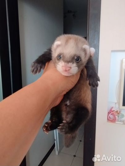 Хорек мальчик