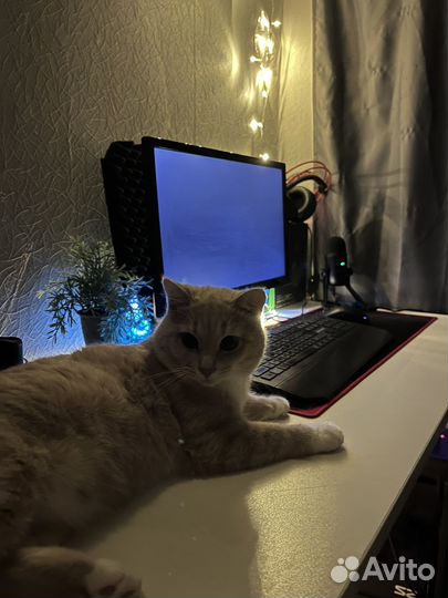 Отдам котика в добрые руки