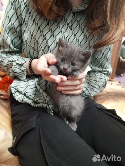 Котенок 1 месяц мальчик