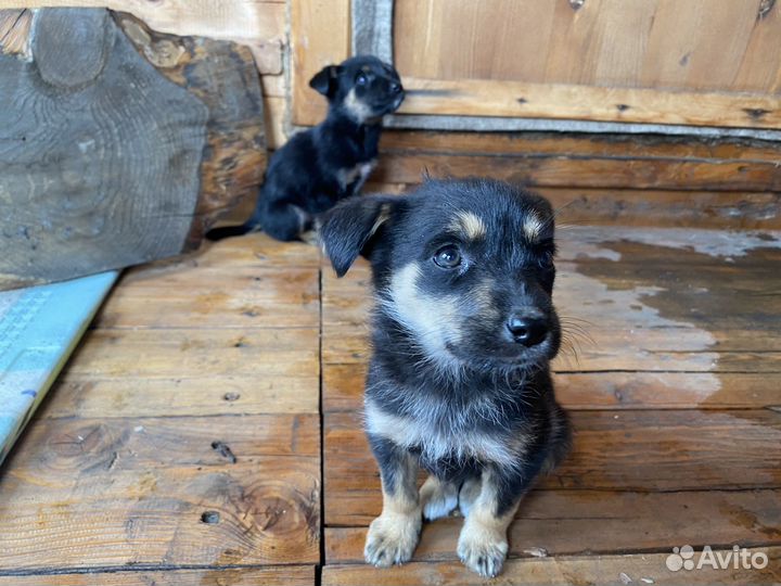 Отдам бесплатно щенки