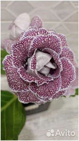 Комнатные растения цветы