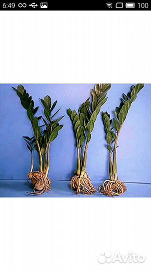 Замиакулькас. «Долларовое дерево»