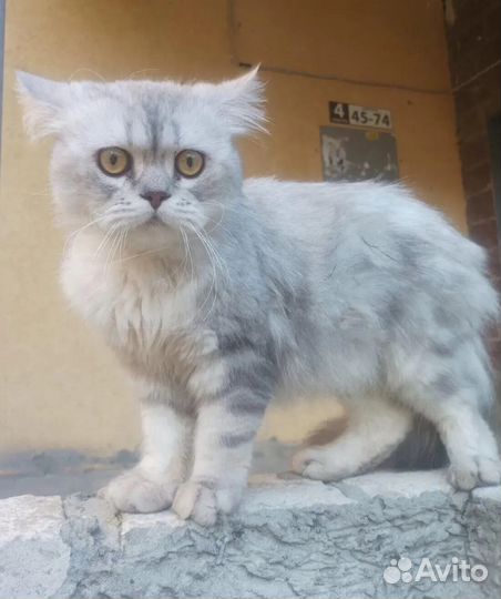 Кот в добрые руки
