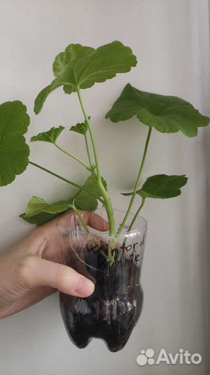 Пеларгония герань сортовая