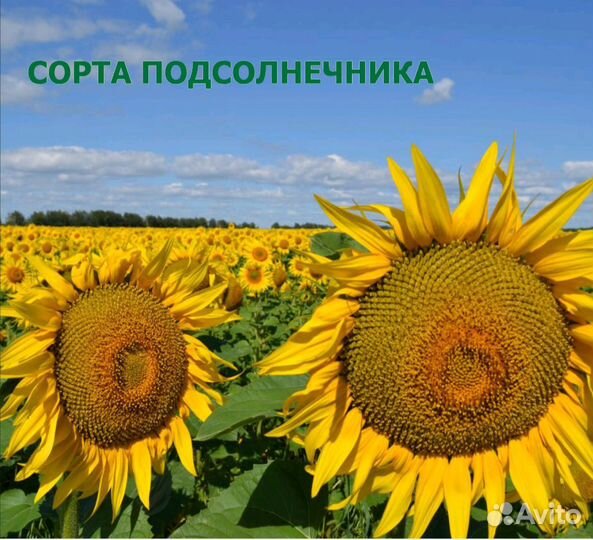 Семена подсолнечника