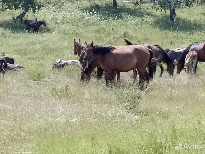 Кобылы 6шт