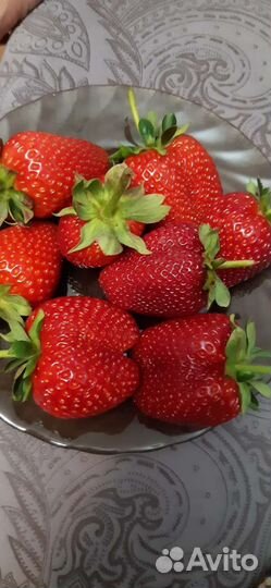 Рассада ремонтантной клубники