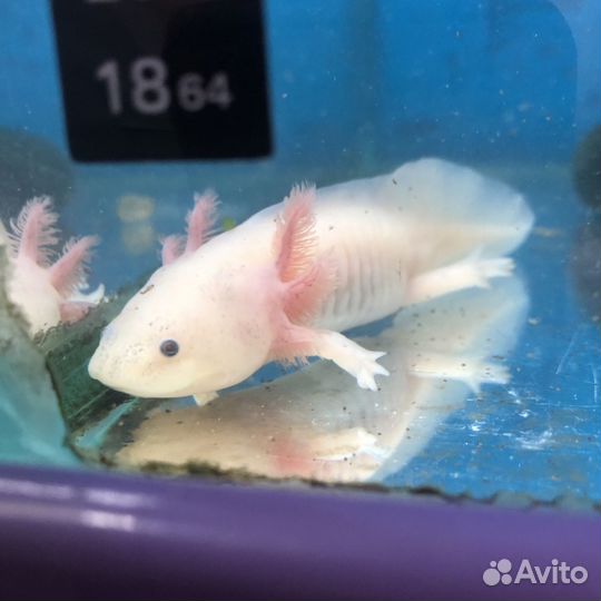 Аксолотль розовый и альбинос