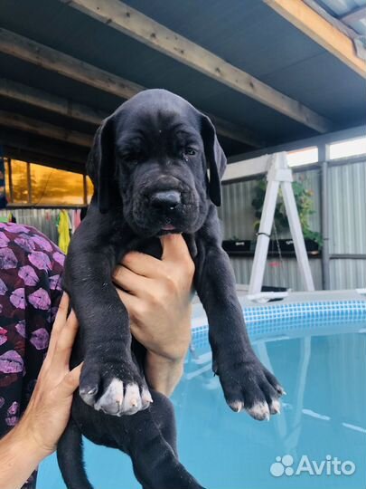 Немецкий дог