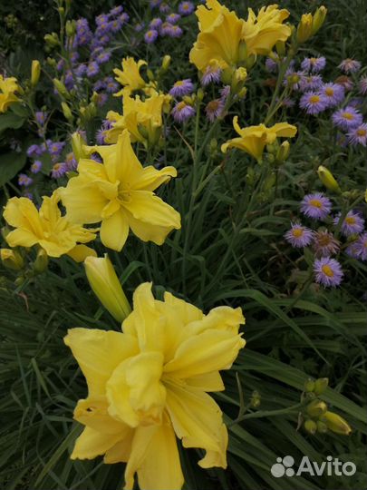 Лилейники сортовые