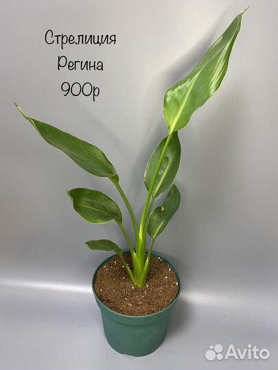 Стрелиция Регина
