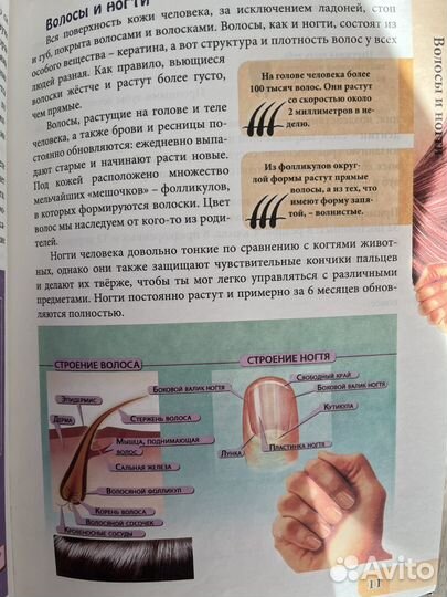 Книга человек и его тело