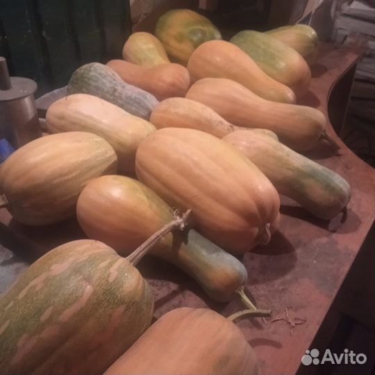 Свекла столовая, редька, тыква, капуста 2023