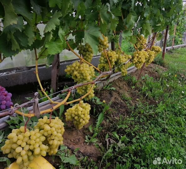 Саженцы винограда