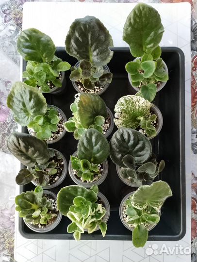 Сортовые фиалки