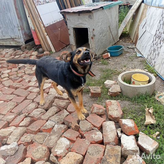 Собака в добрые руки