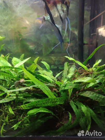 Скалярии манакапуру