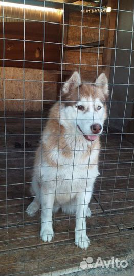 Хаски сука. Отдам в добрые руки