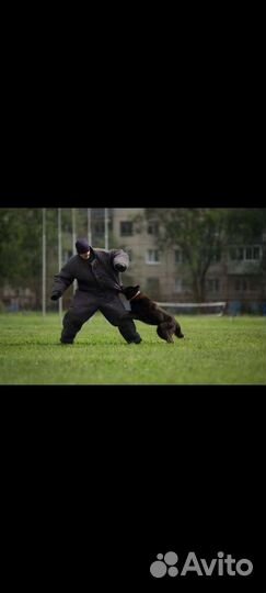 Дрессировка собак кинолог