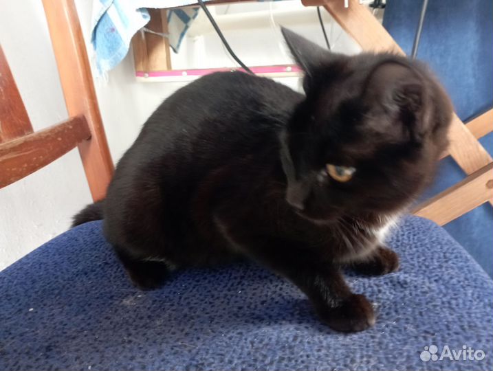 Кошка породистая шотландская остроухая