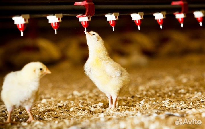 Ниппельная поилка для кур (цеплят)